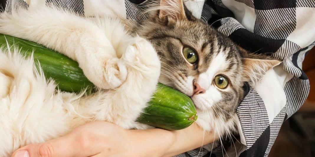 Hem sempatik hem umursamazlar! Kedi sahipleri artık üzülmeyin: “Anlamıyor değil sadece umursamıyor” 2